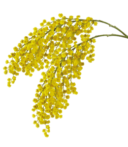 Yellow mimosa flower
