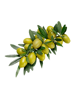 Yellow olives branch