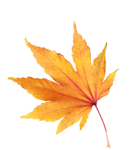 Yellow-orange maple leaf
