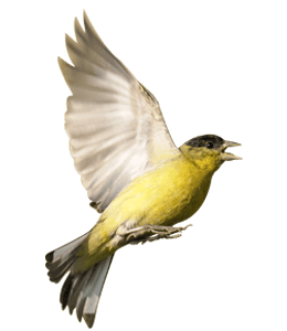 Yellow oriole bird