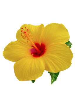 Yellow red hibiscus flower