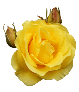 Yellow rose with buds