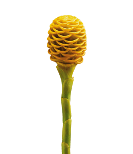 Zingiber spectabile - ornamental plant